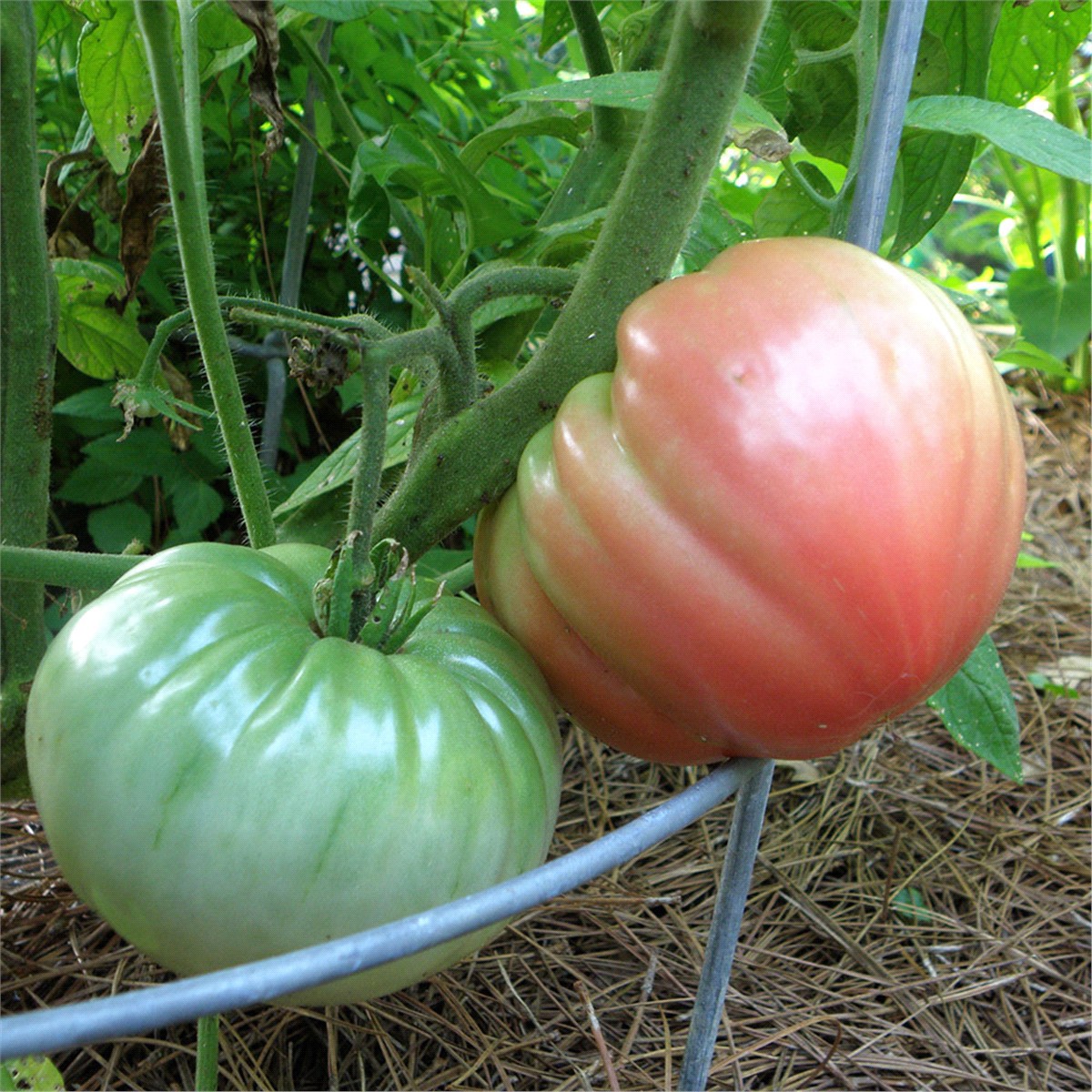 slide 5 of 9, Bonnie Plants  Tomato German Queen, 19.3 oz