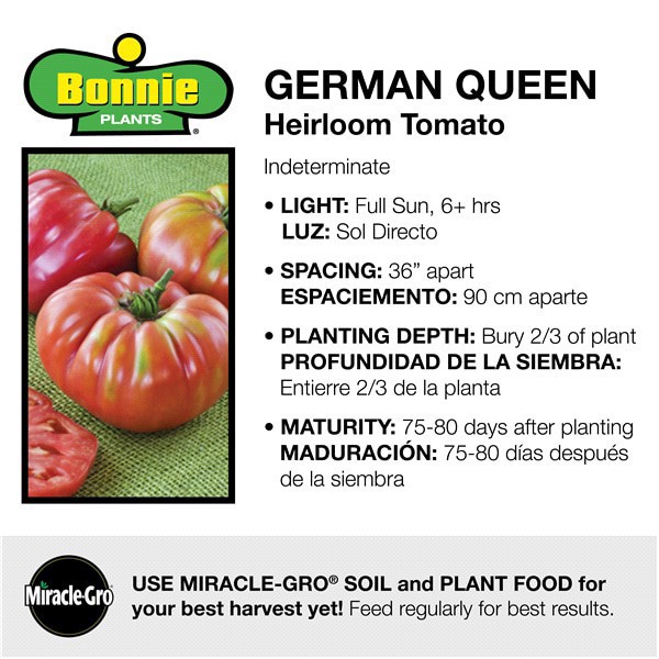 slide 8 of 9, Bonnie Plants  Tomato German Queen, 19.3 oz