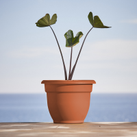 slide 4 of 4, Bloem 12" Terra Cotta Ariana Planter With Self Watering Grid - Taupe - Bloem, 12 in