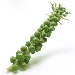Brussels Sprouts Stalk