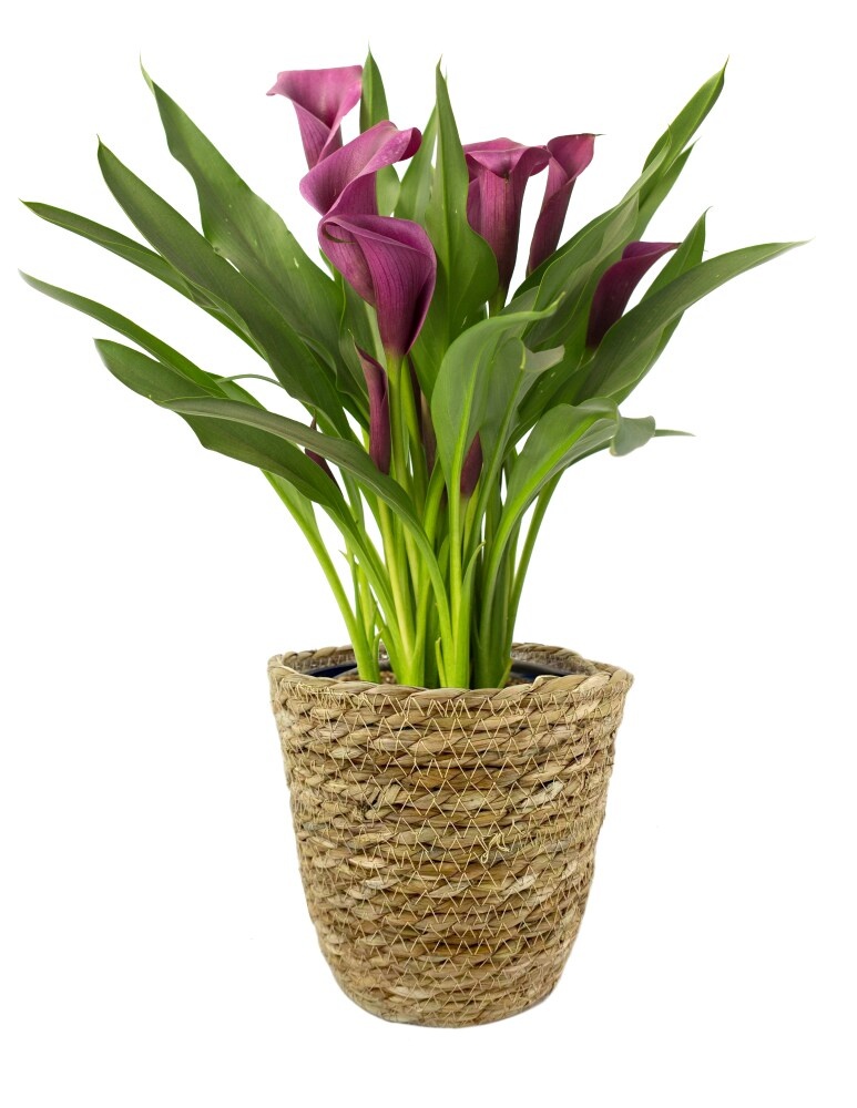 slide 1 of 1, Calla Lily In Basket, 6 in