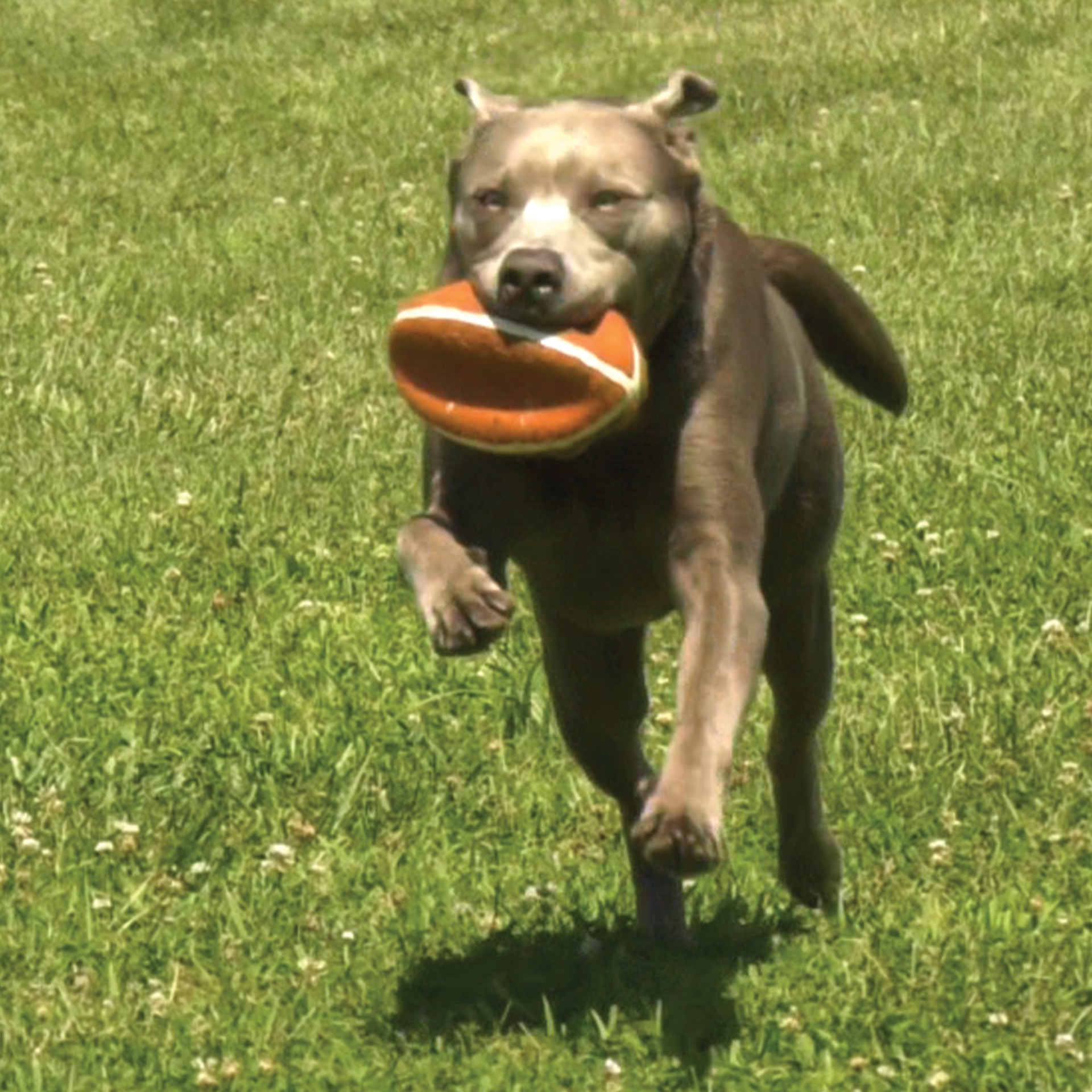 slide 7 of 10, Nylabone Power Play Dog Football Gripz Large/Giant - Up to 50 lbs. 8.5 Inch (1 Count), 1 ct