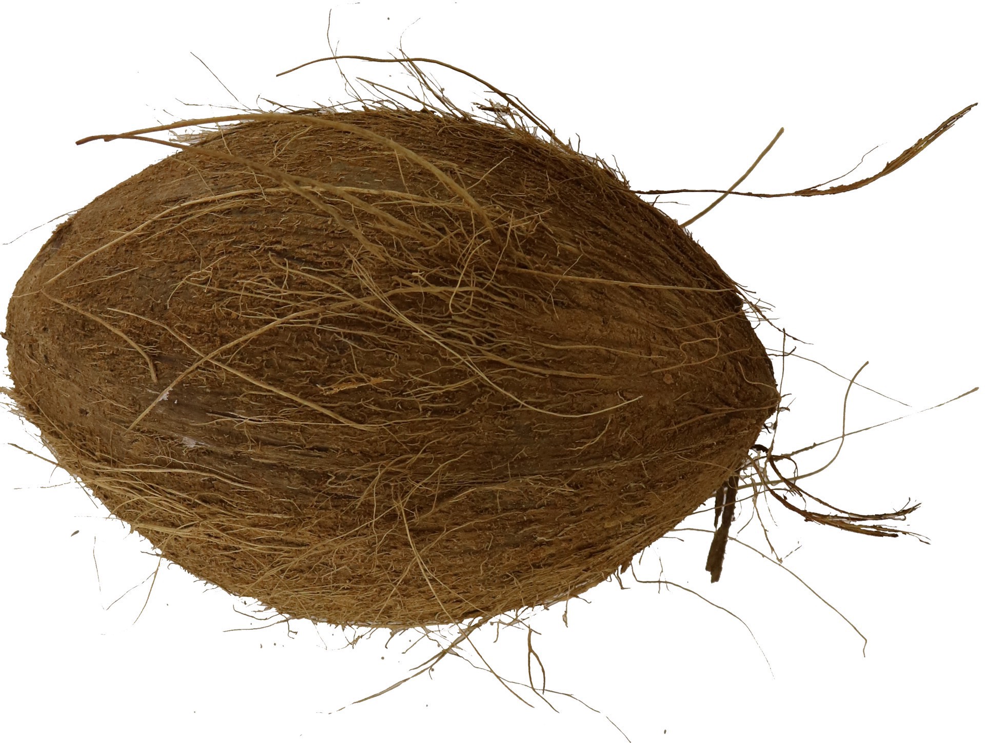 slide 1 of 1, Coconuts In Husk, 1 ct