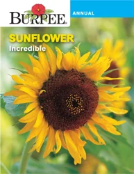 Burpee Sunflower Incredible