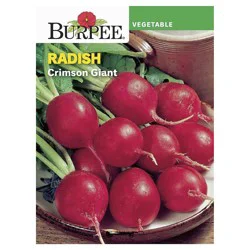 Burpee Radish, Crimson Giant