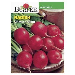 Burpee Radish, Crimson Giant