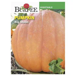 Burpee Pumpkin, Big Moon