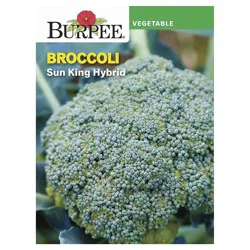 Burpee Sun King Hybrid Broccoli