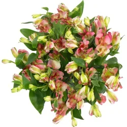 BLOOMS by H-E-B 3 Stem Charmelia