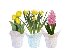 Assorted Bulbs