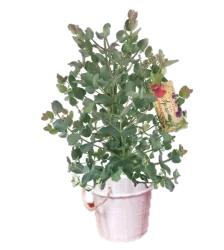 Natural Potted Eucalyptus