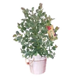 Natural Potted Eucalyptus