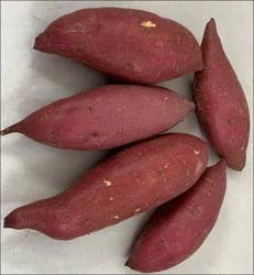 Sweet Potato Koimo