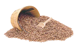 Dried Pinto Beans