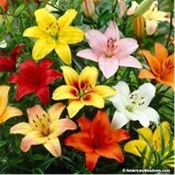 Lily Asiatic