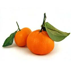 Fresh Mandarins