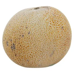 Giant Eagle Melon, Cantagold, Persian