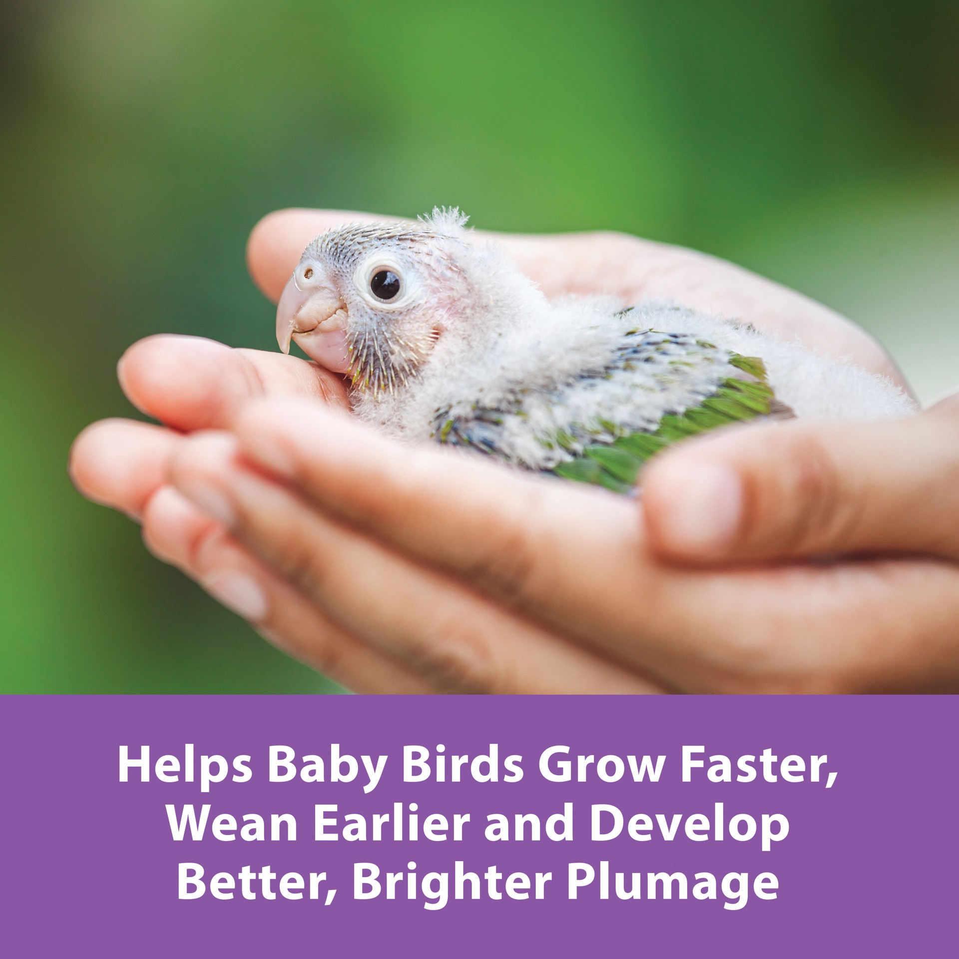 slide 6 of 9, Kaytee Pet Specialty Kaytee Exact Handfeeding - Baby Bird 18 oz, Instant Formula , 1 ct