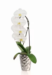 Max & Miles Orchids In Ceramic Pot