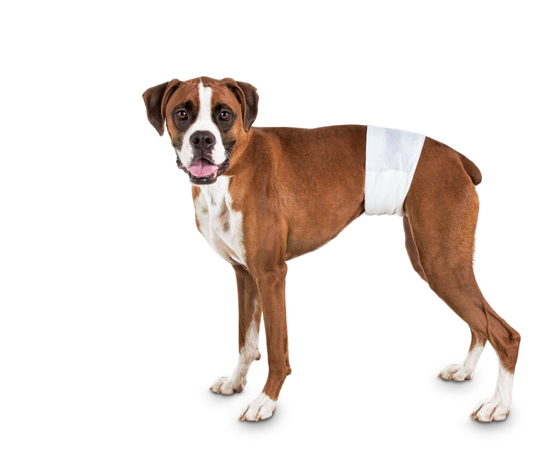 slide 1 of 1, So Phresh Comfort Dry Disposable Male Dog Wraps, LG