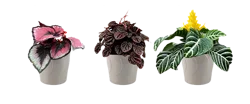Foliage in Ceramic