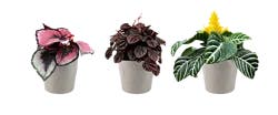 Foliage in Ceramic