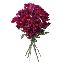 Our Brand Stop & Shop D.I.Y. Spray Mums Red