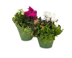 Spring Flowering Plant