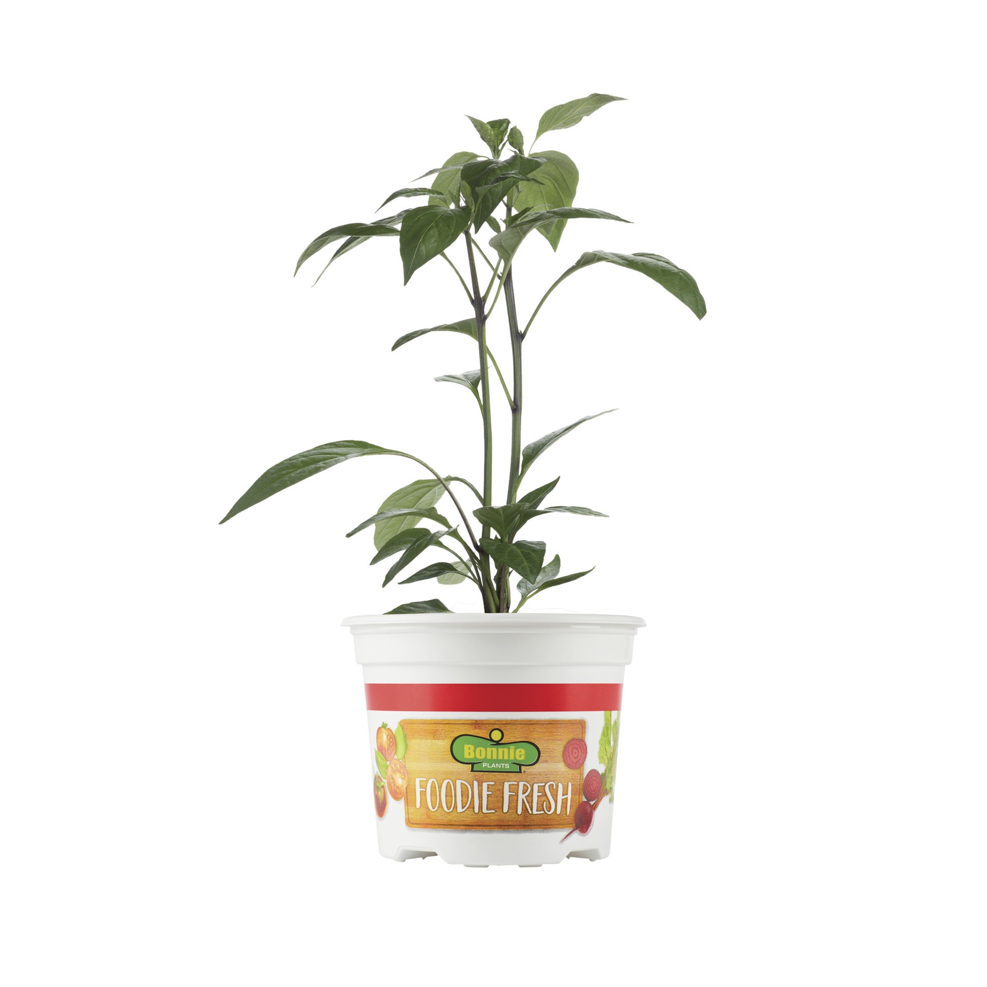 Bonnie Plants Foodie Fresh Snackabelle Red Pepper 5 in Shipt