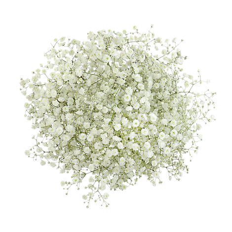slide 1 of 1, Baby's Breath 150 Grams - Ea, 1 ct