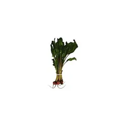 Beets Golden Baby