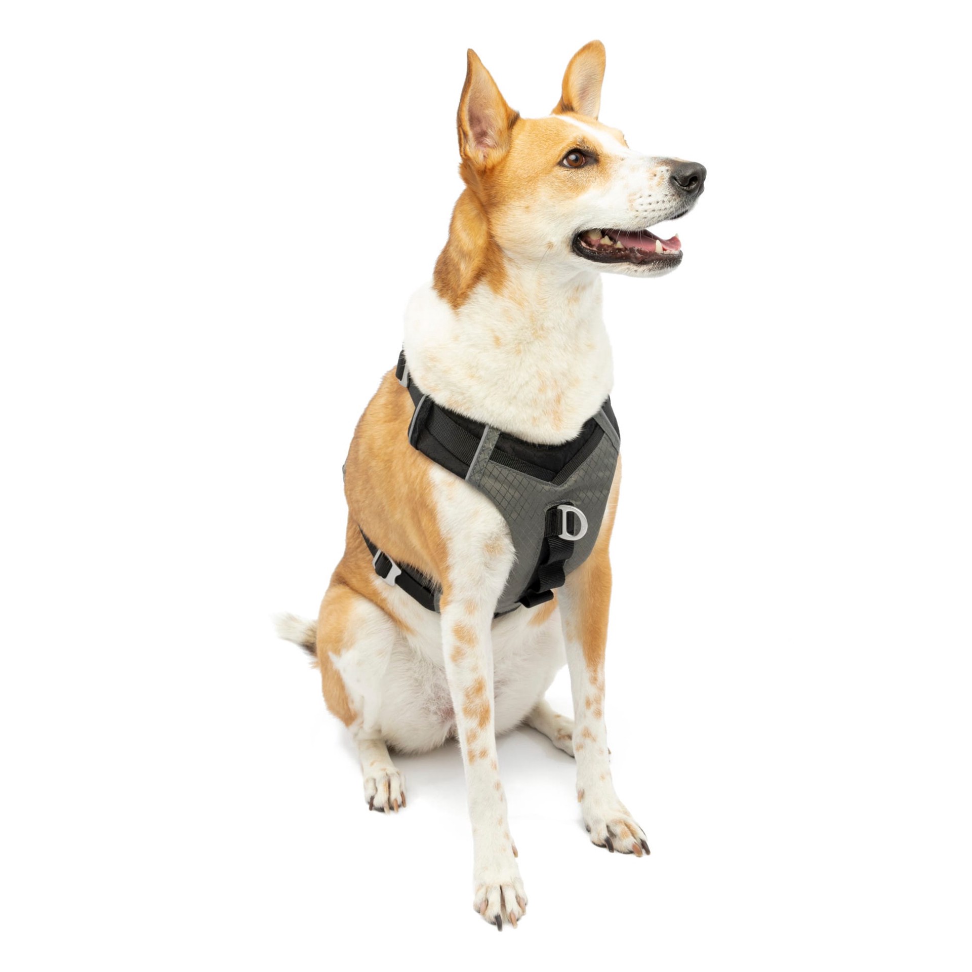 slide 1 of 1, Kurgo Black/Grey Harness XL 1 ea, 1 ct