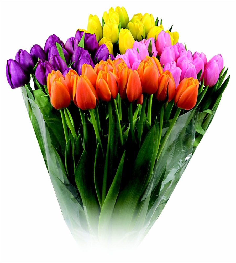 slide 1 of 1, Tulip Bunches, 10 stems