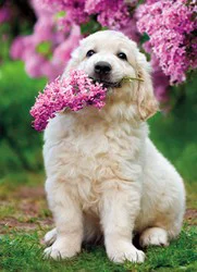 Avanti Card Moms Day Dog With Lilac In M