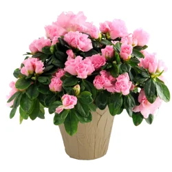 Azalea - 6.5 in Planter