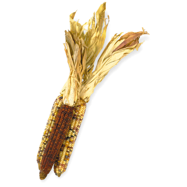 slide 1 of 1, Fresh Indian Corn, 3 ct
