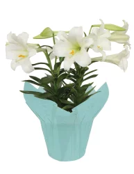 Fresh Easter Lily Plant In 4 Inch Pot