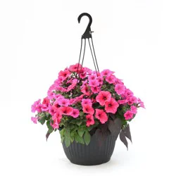 Fresh Live Petunias Flowers in 12 inch Hanging Basket