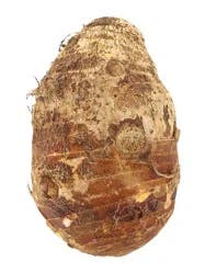 Malanga Islena