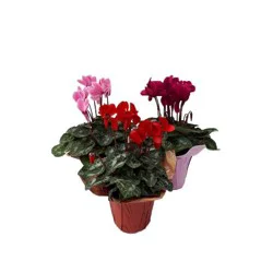 Floral Cyclamen (4.5Inch)