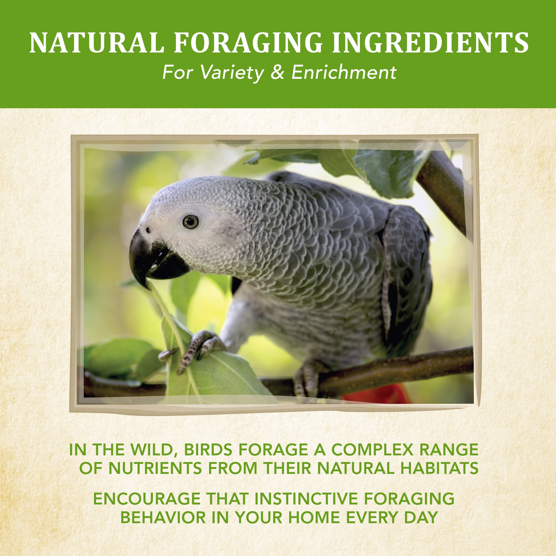 slide 3 of 10, Kaytee Food from the Wild, Parrot Food, 2.5 Pounds, 2.5 lb