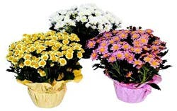 Indoor Mum - Assorted