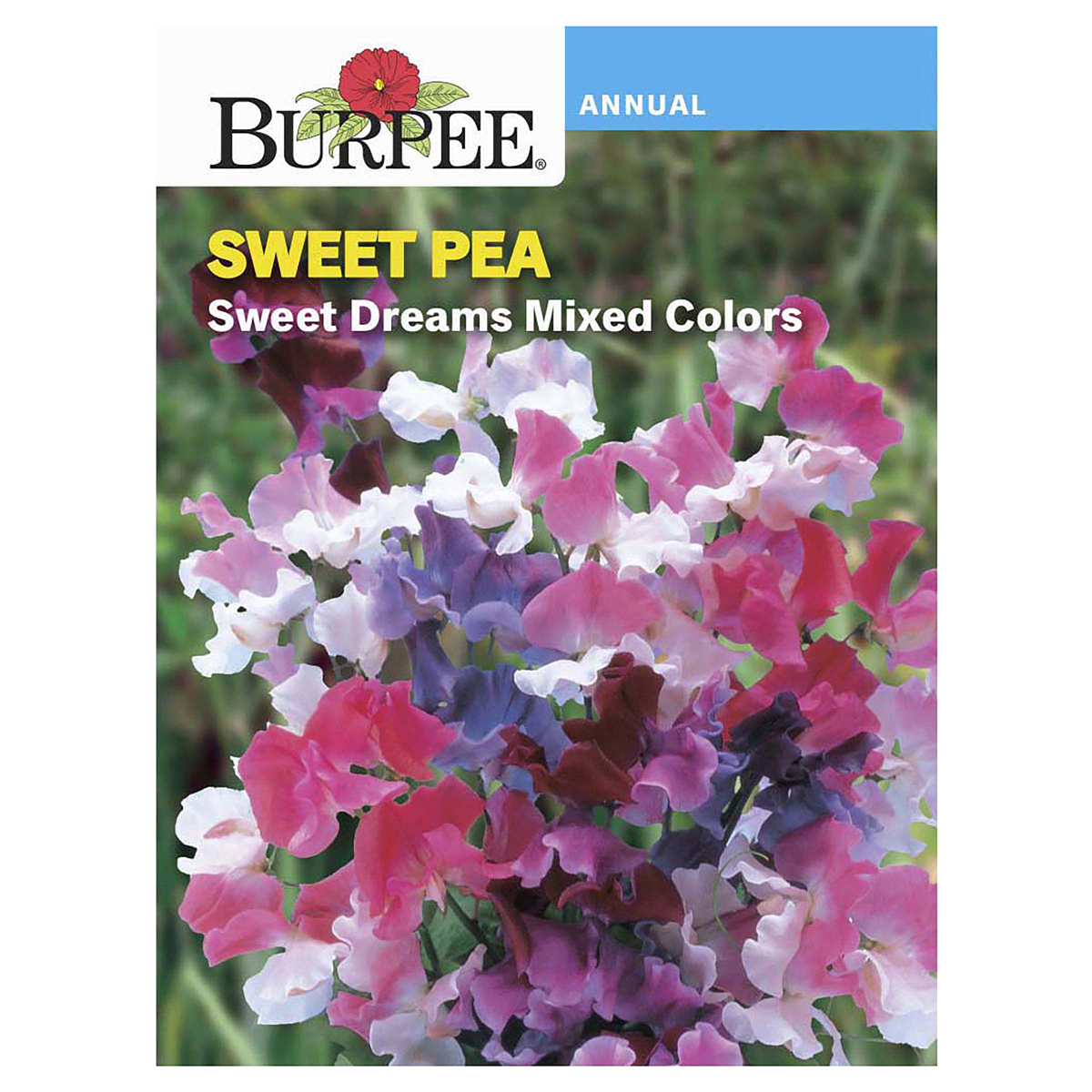 slide 1 of 5, Burpee Sweet Pea Sweet Dreams Seed Mix - Multi-Color, 1 ct