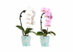 Orchid Petite Waterfall in Floramx Upgrade