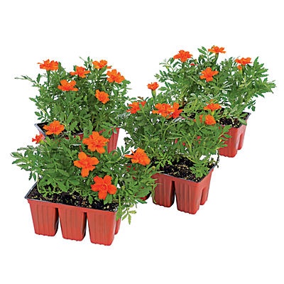 slide 1 of 1, H-E-B Texas Backyard Annuals, Assorted 6pk, 1 ct