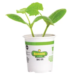 Bonnie Plants 4.5'' Zucchini - Easypick Gold