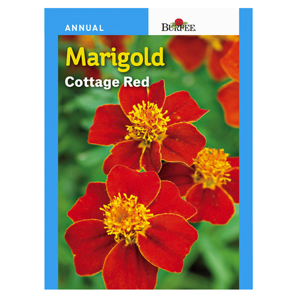 slide 1 of 1, Burpee Marigold Cottage Red Seeds, 1 ct