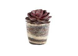 5 Inch Succulent in Woven Pot