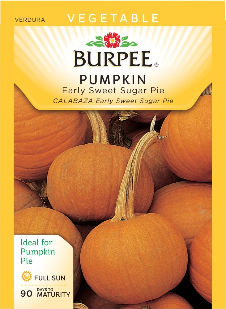 slide 1 of 1, Burpee Early Sweet Sugar Pie Pumpkin Seeds, 1 ct