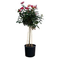 Greenleaf Nursery Sunset Horizon Tree Rose